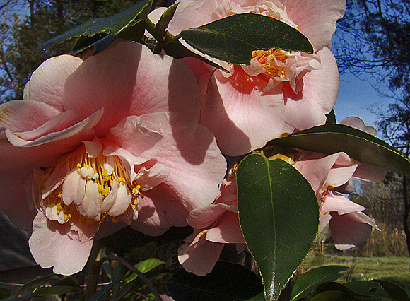 Karen's Pink Camellias Karen Sheaffer Brown