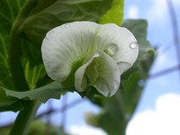 Billy Mason englishpeabloom-2a (1)
