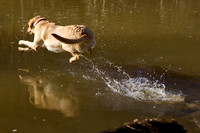 Eno River
