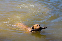 Jordan Lake Dogs