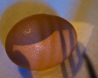egg5 suzanne white