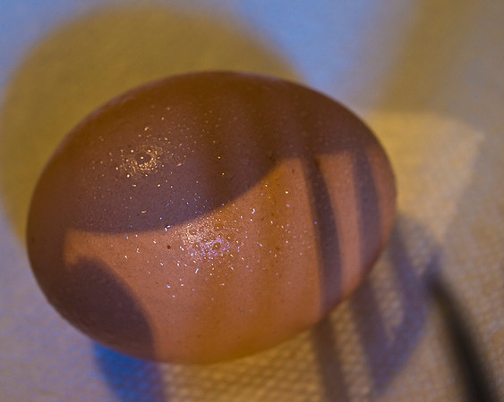 egg5 suzanne white