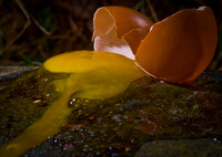 egg duane hall