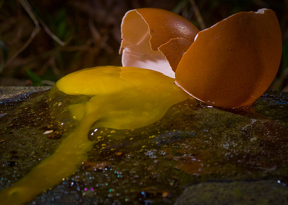 egg duane hall