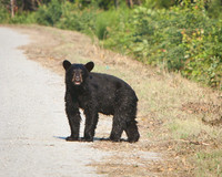 ✓ AR Bears