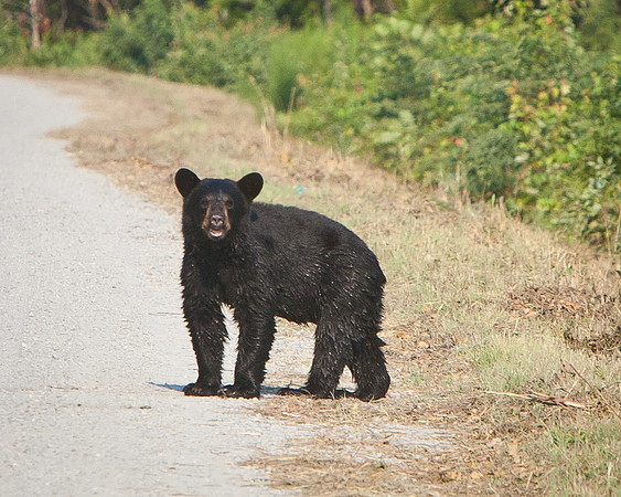 AR Bears-4