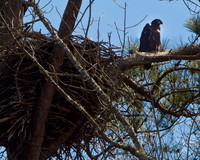 Jordan Lake Eagle Cam