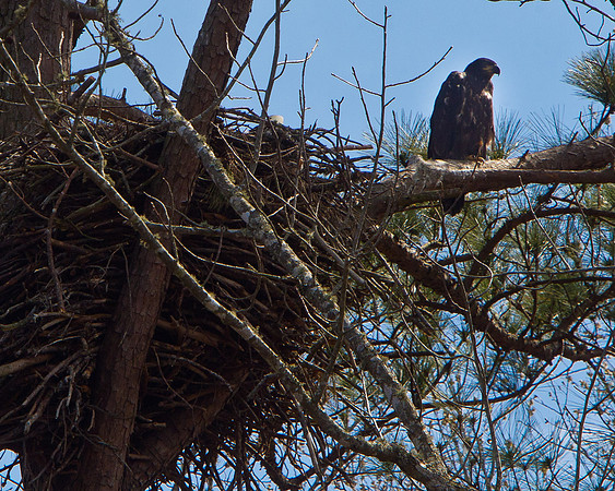 Jordan Lake Eagle Cam-1