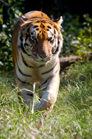 ✓ Carolina Tiger Rescue