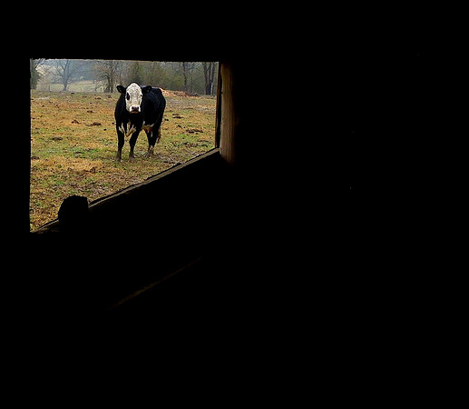 Patti White feb5 2011 cow-3
